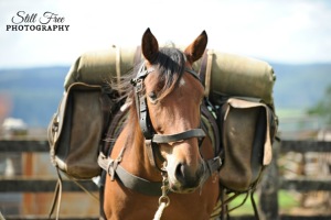 Dorrigo-Light Horse 387